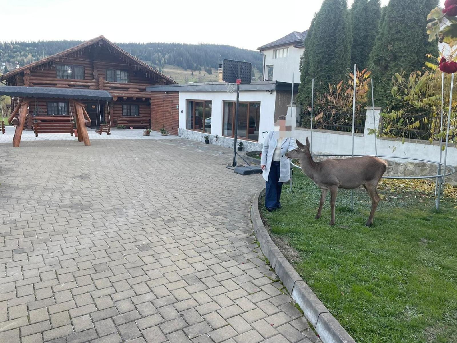 Вілла Casa De Munte Ватра-Дорней Екстер'єр фото